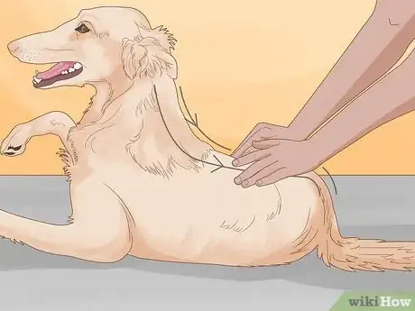 Imagen titulada Massage a Dog to Poop Step 2