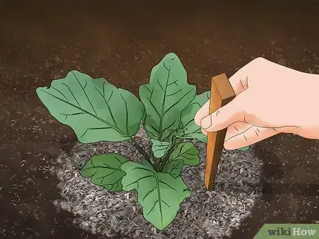 Imagen titulada Grow Eggplant Step 12