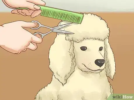 Imagen titulada Care for a Poodle Step 4