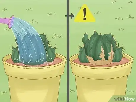 Imagen titulada Grow a Cactus Step 12