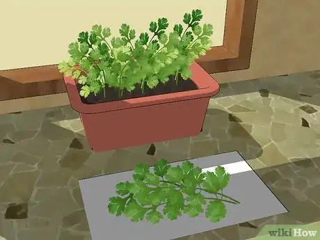 Imagen titulada Grow Cilantro Step 12