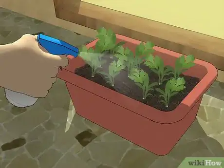 Imagen titulada Grow Cilantro Step 11