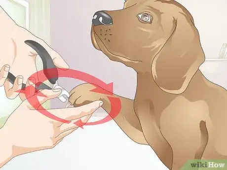 Imagen titulada Avoid the Quick when Trimming Your Dog's Nails Step 7