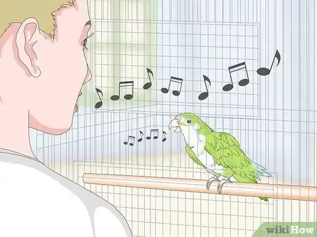 Imagen titulada Teach a Quaker Parrot to Speak Step 5