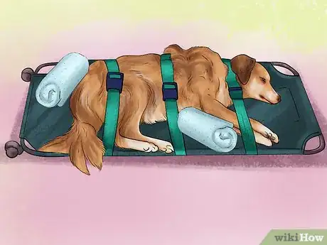 Imagen titulada Carry an Injured Dog Step 11