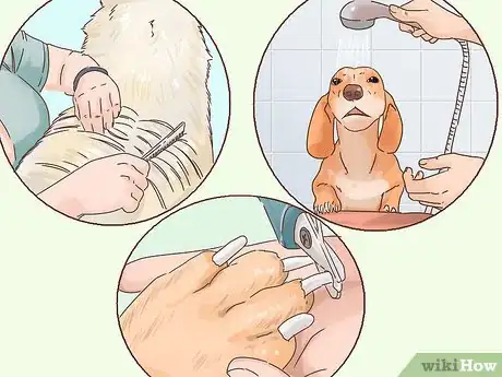 Imagen titulada Make an Outdoor Dog an Indoor Dog As It Ages Step 9