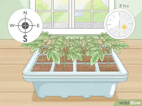 Imagen titulada Grow Tomatoes Indoors Step 4