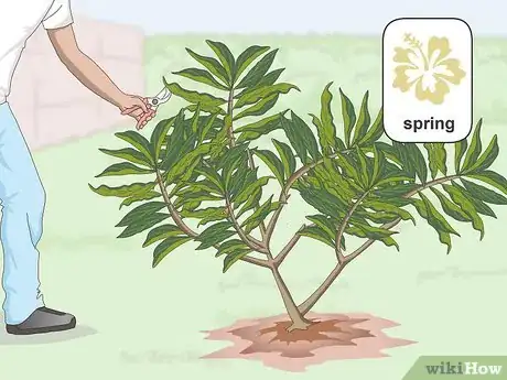 Imagen titulada Prune Plumeria Step 1