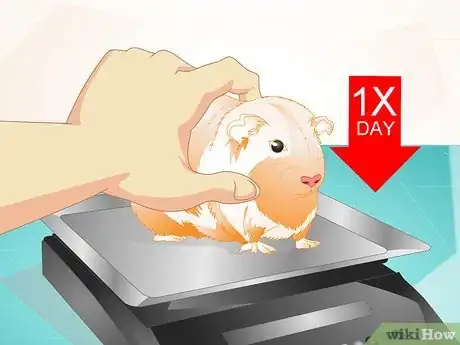 Imagen titulada Look After Your Sick Guinea Pig Step 12