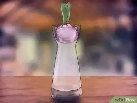 Imagen titulada Grow a Hyacinth Bulb in Water Step 7