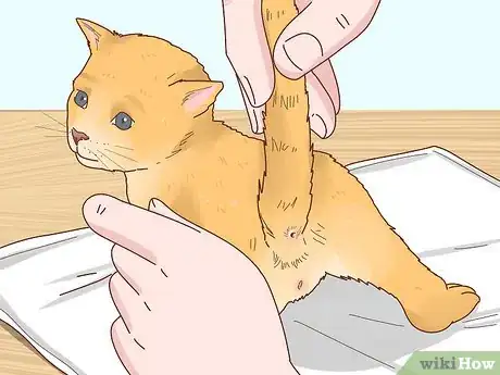 Imagen titulada Determine the Sex of a Kitten Step 2