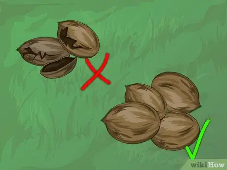 Imagen titulada Harvest Pecans Step 9