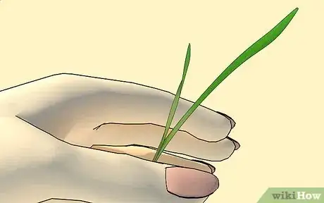 Imagen titulada Grow Wheatgrass at Home Step 8