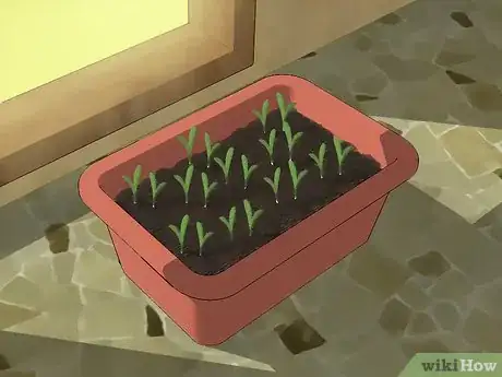 Imagen titulada Grow Cilantro Step 10