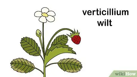 Imagen titulada Identify and Treat Strawberry Diseases Step 7