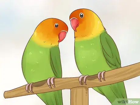 Imagen titulada Choose Lovebirds Step 6