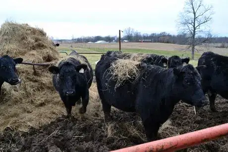 Imagen titulada At the hay ring