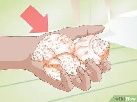 Imagen titulada Help a Hermit Crab Change Shells Step 1