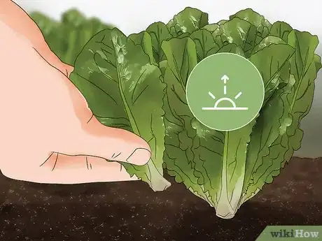 Imagen titulada Harvest Romaine Lettuce Step 7