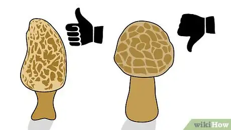 Imagen titulada Pick Mushrooms Step 17