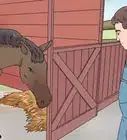 tratar los problemas oculares de un caballo