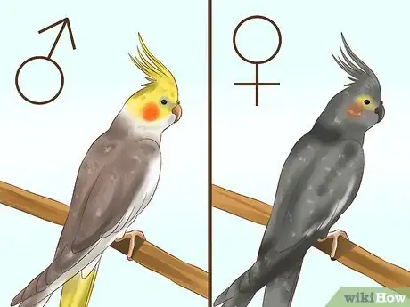 Imagen titulada Tell if a Cockatiel Is Male or Female Step 5