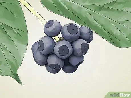 Imagen titulada Identify Common Poisonous Berries in North America Step 13