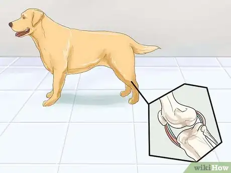 Imagen titulada Help Dogs with Joint Problems and Stiffness Step 1