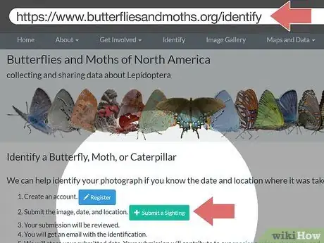 Imagen titulada Identify Moths Step 7