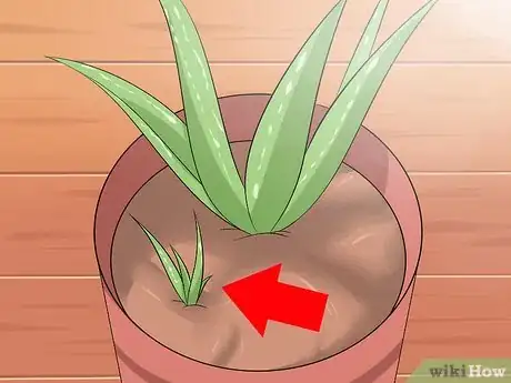 Imagen titulada Care for Your Aloe Vera Plant Step 9