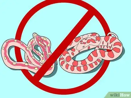 Imagen titulada Care for a Corn Snake Step 6