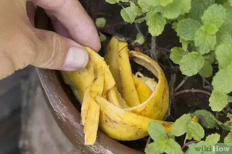 Imagen titulada Whiten Your Teeth with Banana Peel Step 5Bullet2