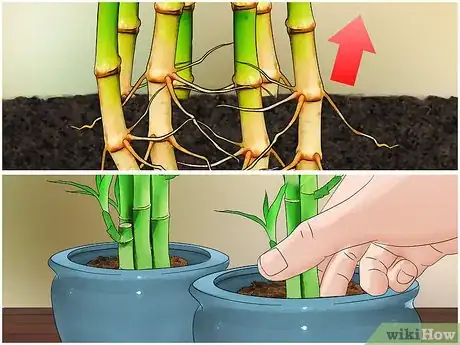 Imagen titulada Care for an Indoor Bamboo Plant Step 10