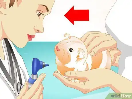 Imagen titulada Look After Your Sick Guinea Pig Step 13