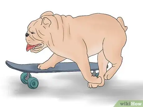 Imagen titulada Teach a Bulldog to Skateboard Step 10