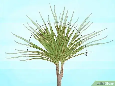 Imagen titulada Prune Dracaena Step 5