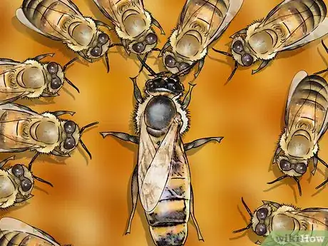 Imagen titulada Identify a Queen Bee Step 10