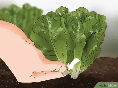 Imagen titulada Harvest Romaine Lettuce Step 9