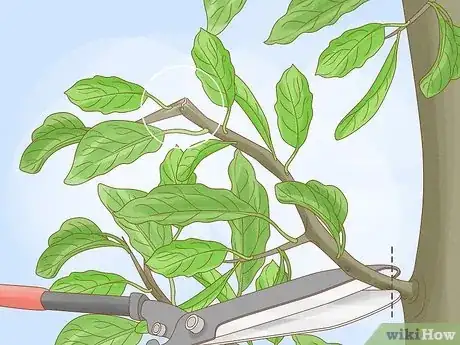 Imagen titulada Prune an Avocado Tree Step 17