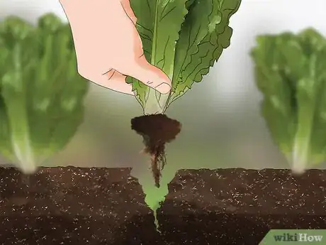 Imagen titulada Harvest Romaine Lettuce Step 4