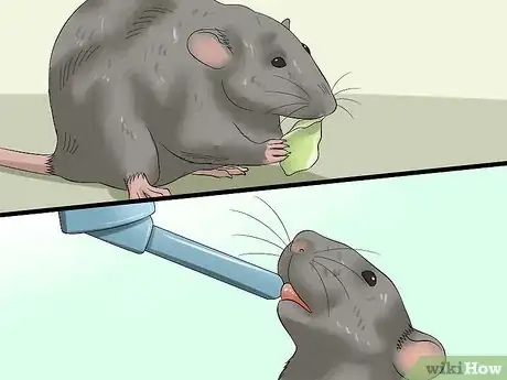 Imagen titulada Feed a Pet Rat Step 4