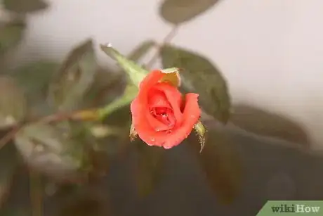 Imagen titulada Grow a Rose Bush from a Single Stem or Cutting Step 3