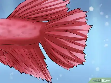 Imagen titulada Identify Different Betta Fish Step 2