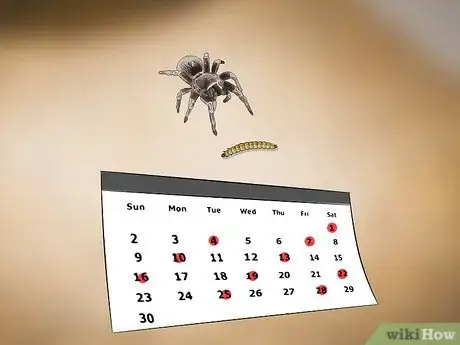 Imagen titulada Care for a Tarantula Step 12