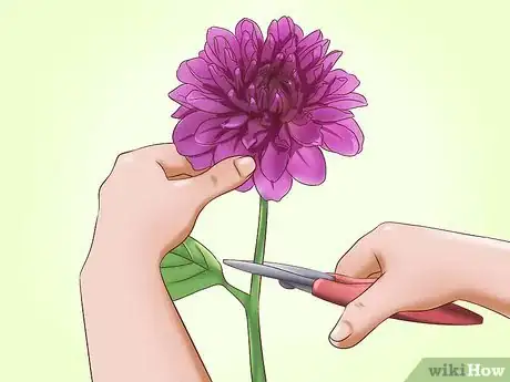 Imagen titulada Care for Dahlias Step 14