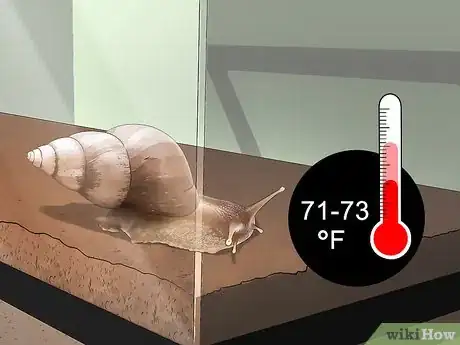 Imagen titulada Care for Giant African Land Snails Step 4