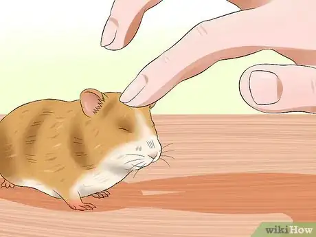 Imagen titulada Train a Hamster Not to Bite Step 8