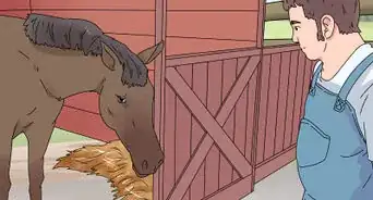 tratar los problemas oculares de un caballo