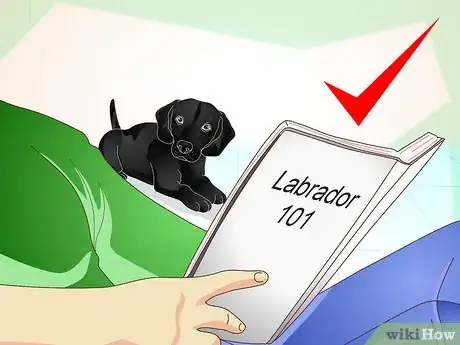 Imagen titulada Train Labrador Retrievers Step 19