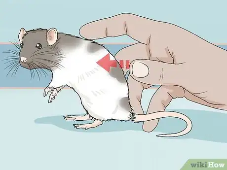 Imagen titulada Play with Your Pet Rat Step 4